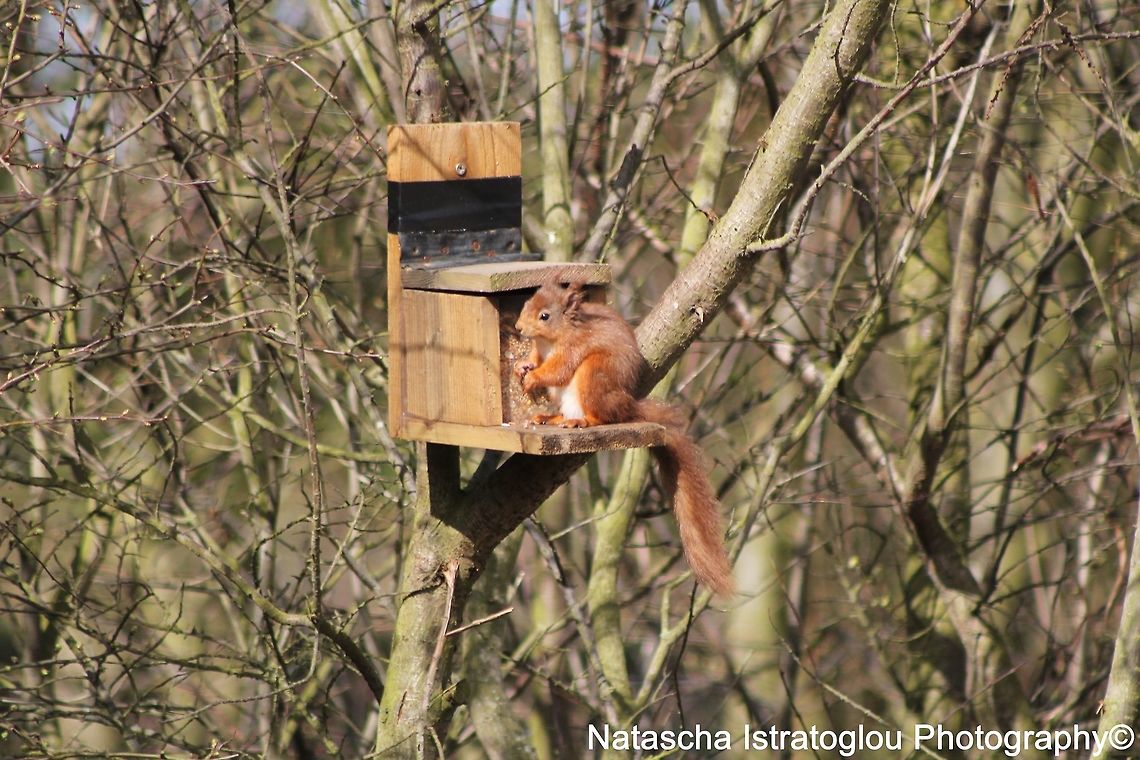 Red Squirrel Hauxley Nature Reserve,<br />
Northumberland,<br />
28/03/2015 Red Squirrel,Sciurus vulgaris