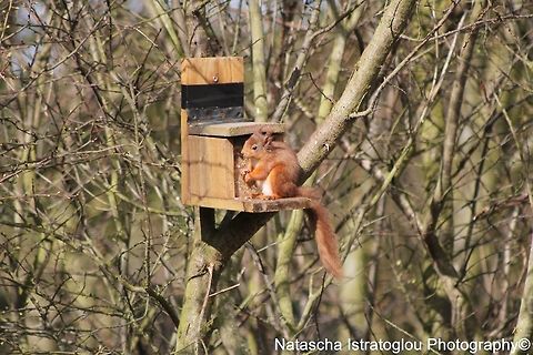 Red Squirrel Hauxley Nature Reserve,
Northumberland,
28/03/2015 Red Squirrel,Sciurus vulgaris