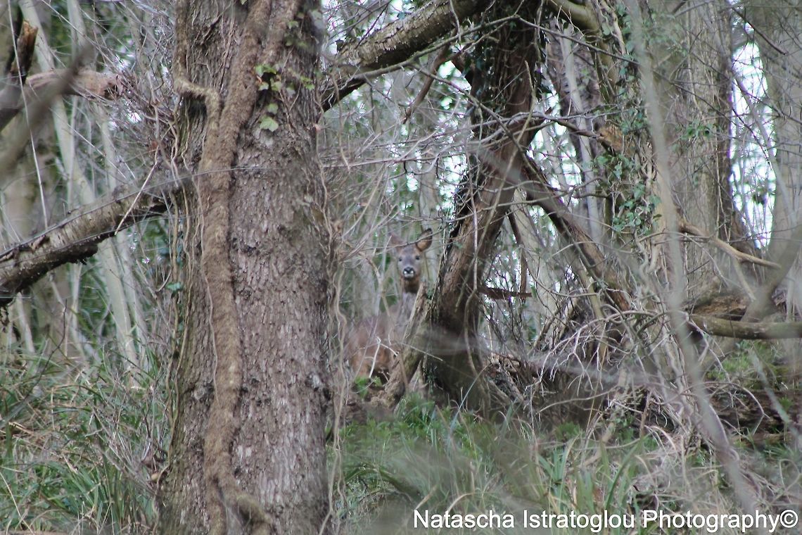 Roe Deer Brockholes Nature Reserve,<br />
Lancashire,<br />
24/03/2015 Capreolus capreolus,Roe Deer,Roe deer