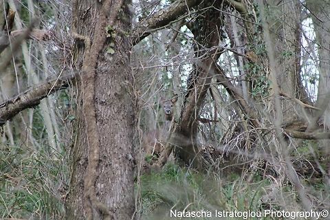 Roe Deer Brockholes Nature Reserve,
Lancashire,
24/03/2015 Capreolus capreolus,Roe Deer,Roe deer
