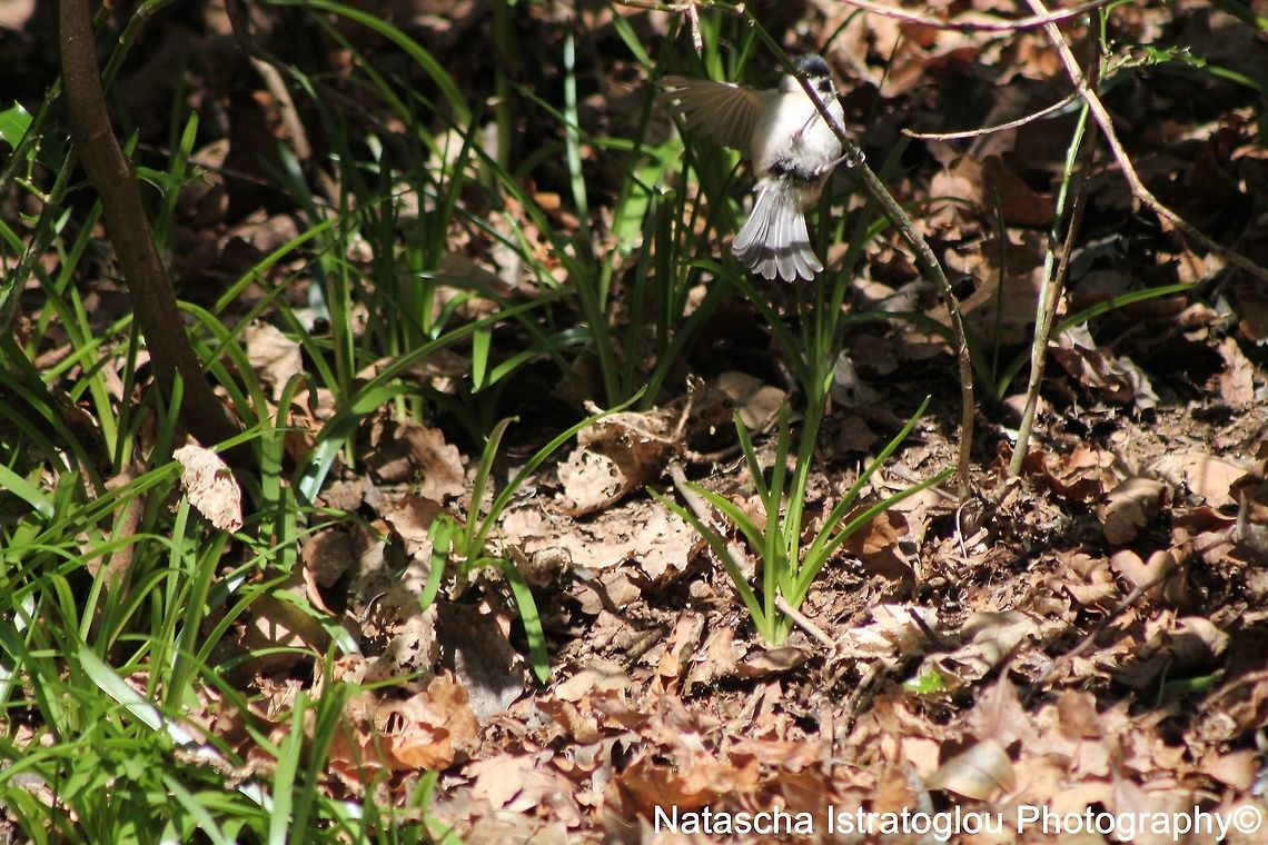 Willow Tit Morpeth,<br />
Northumberland,<br />
06/04/2015 Poecile montanus,willow tit