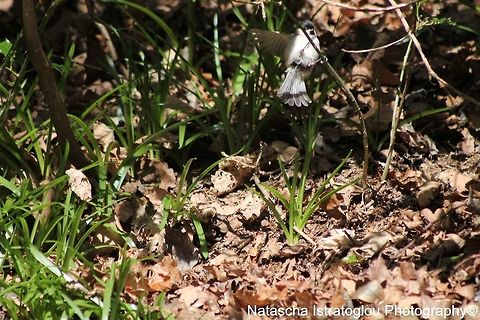 Willow Tit Morpeth,
Northumberland,
06/04/2015 Poecile montanus,willow tit