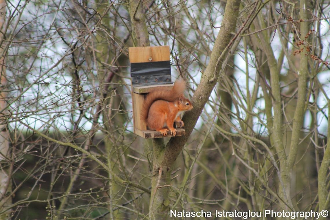 Red Squirrel Hauxley Nature Reserve,<br />
Northumberland,<br />
28/03/2015 Red Squirrel,Sciurus vulgaris