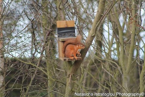 Red Squirrel Hauxley Nature Reserve,
Northumberland,
28/03/2015 Red Squirrel,Sciurus vulgaris
