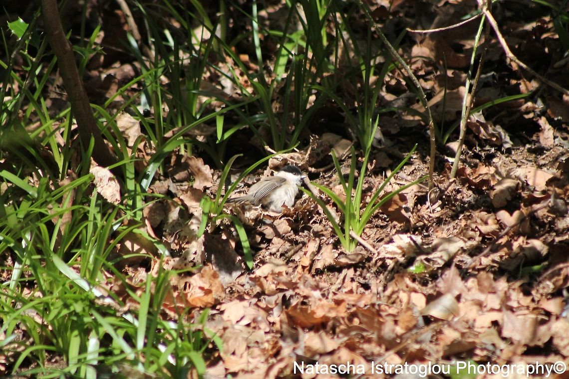Willow Tit Morpeth,<br />
Northumberland,<br />
06/04/2015 Poecile montanus,willow tit