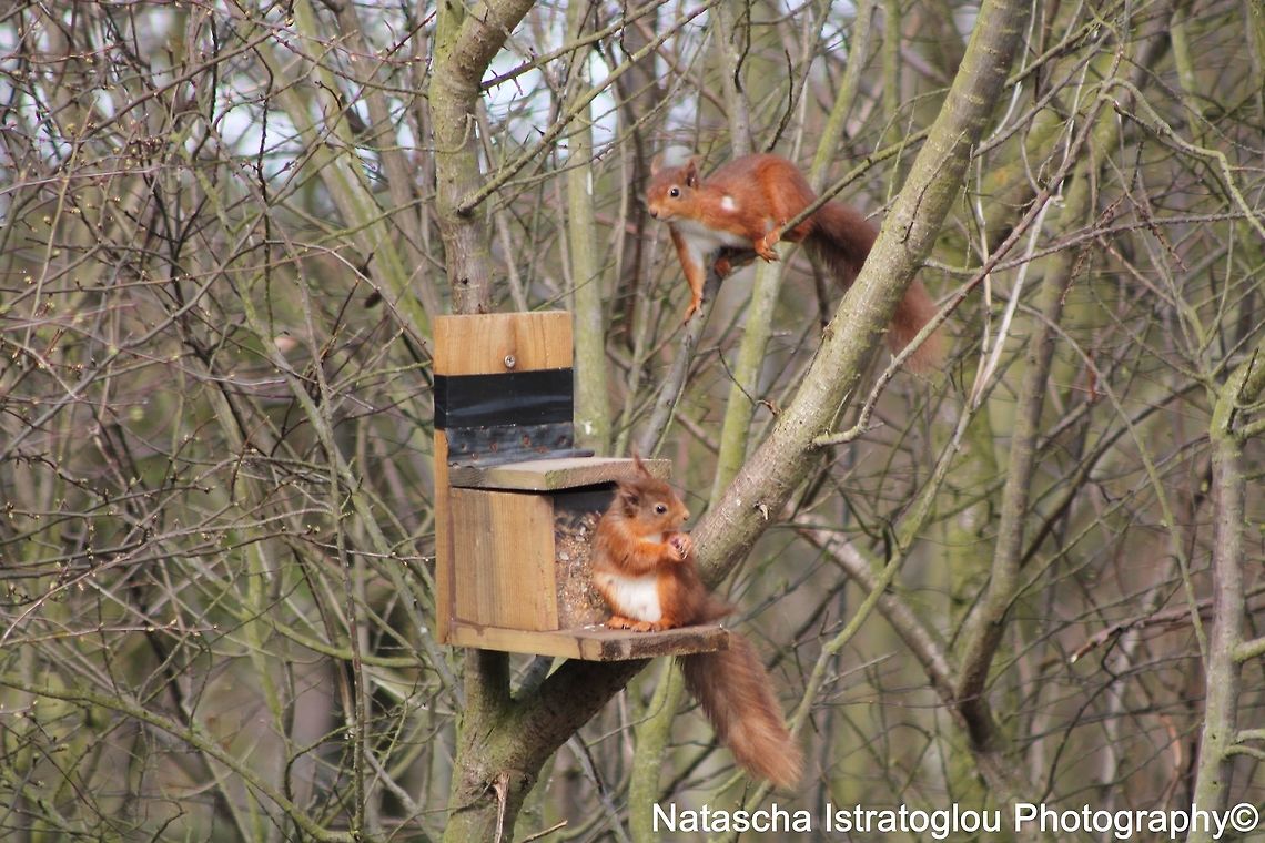 Red Squirrel Hauxley Nature Reserve,<br />
Northumberland,<br />
28/03/2015 Red Squirrel,Sciurus vulgaris