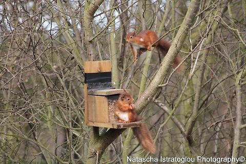 Red Squirrel Hauxley Nature Reserve,
Northumberland,
28/03/2015 Red Squirrel,Sciurus vulgaris