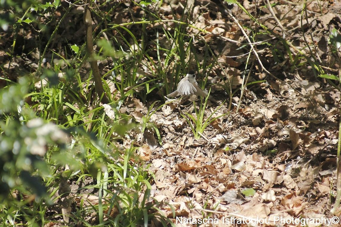 Willow Tit Morpeth,<br />
Northumberland,<br />
06/04/2015 Poecile montanus,willow tit
