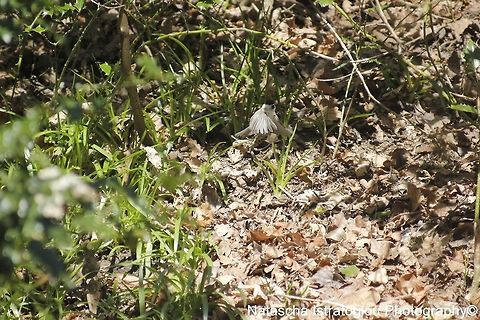 Willow Tit Morpeth,
Northumberland,
06/04/2015 Poecile montanus,willow tit