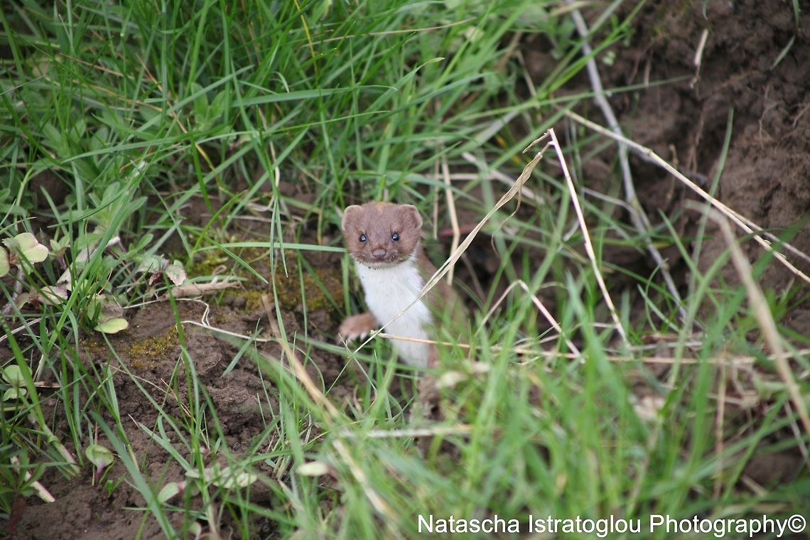Weasel Brockholes Nature Reserve,<br />
Lancashire,<br />
30/04/2015 Least weasel,Mustela nivalis,weasel