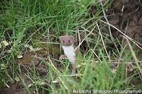 Weasel Brockholes Nature Reserve,<br />
Lancashire,<br />
30/04/2015 Least weasel,Mustela nivalis,weasel