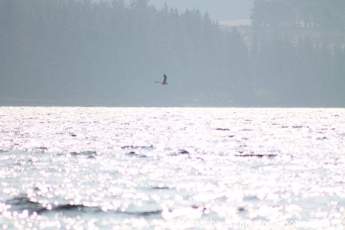 Osprey Kielder Water,<br />
Northumberland,<br />
09/04/2015 Osprey,Pandion haliaetus
