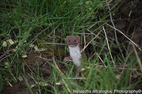 Weasel Brockholes Nature Reserve,
Lancashire,
30/04/2015 Least weasel,Mustela nivalis,weasel