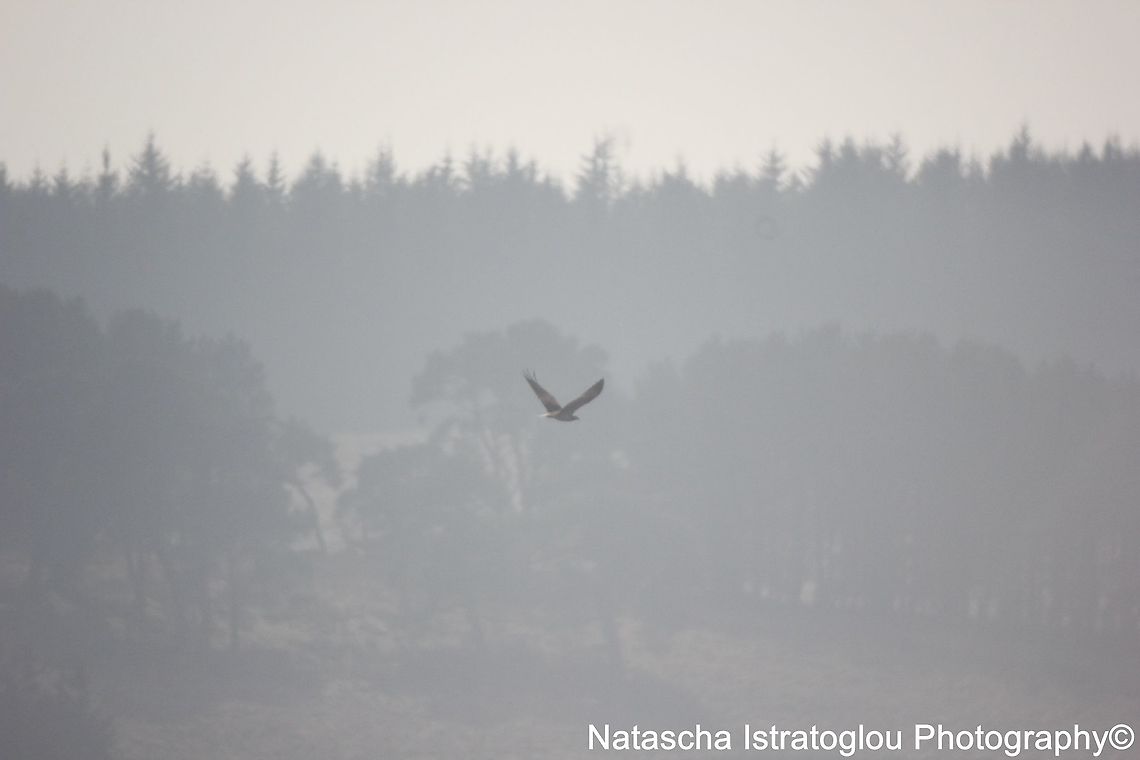 Osprey Kielder Water,<br />
Northumberland,<br />
09/04/2015 Osprey,Pandion haliaetus
