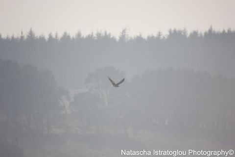 Osprey Kielder Water,
Northumberland,
09/04/2015 Osprey,Pandion haliaetus