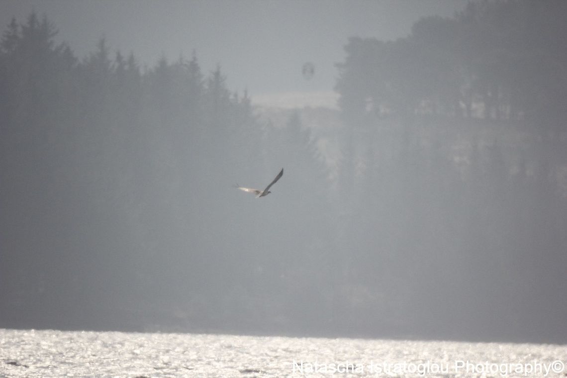 Osprey Kielder Water,<br />
Northumberland,<br />
09/04/2015 Osprey,Pandion haliaetus
