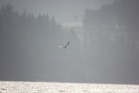 Osprey Kielder Water,
Northumberland,
09/04/2015 Osprey,Pandion haliaetus