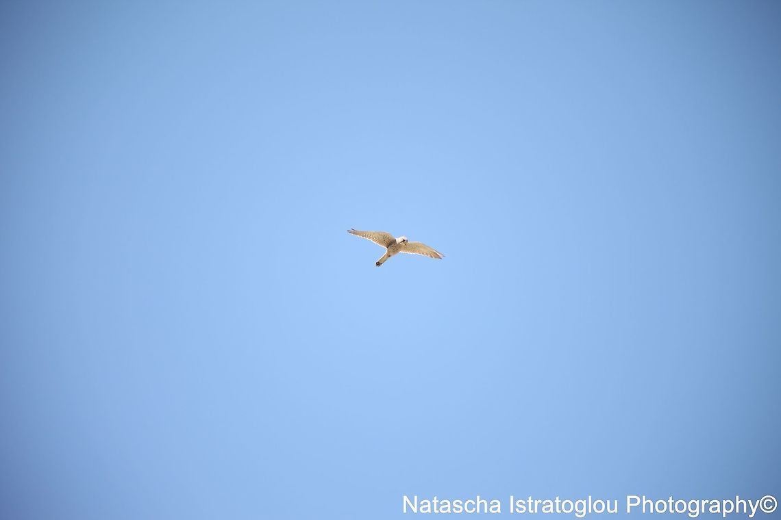 Kestrel Druridge Bay,<br />
Northumberland,<br />
23/05/2015 Common Kestrel,Falco tinnunculus,kestrel