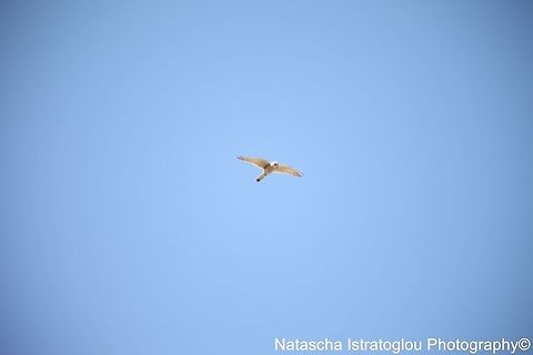 Kestrel Druridge Bay,
Northumberland,
23/05/2015 Common Kestrel,Falco tinnunculus,kestrel