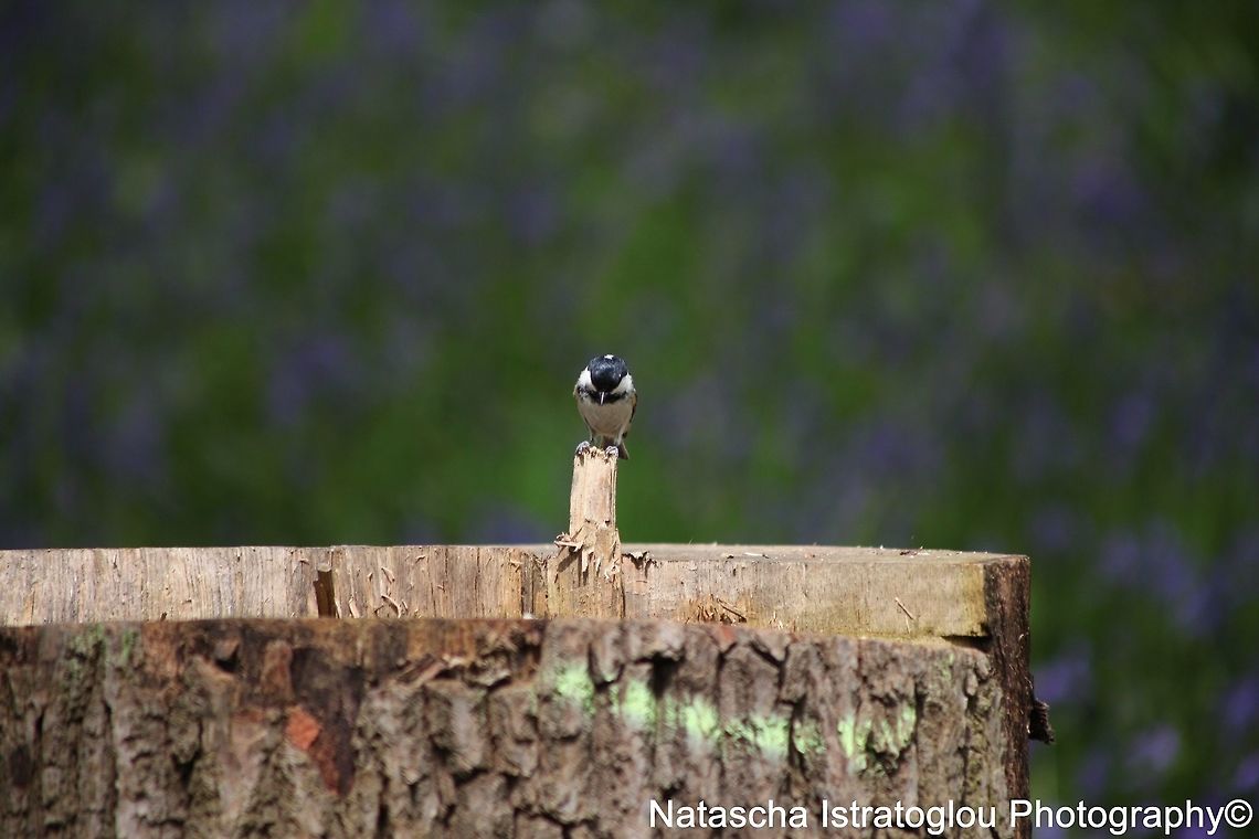 Coal Tit Brockholes Nature Reserve,<br />
Lancashire,<br />
04/05/2015 Coal tit,Periparus ater