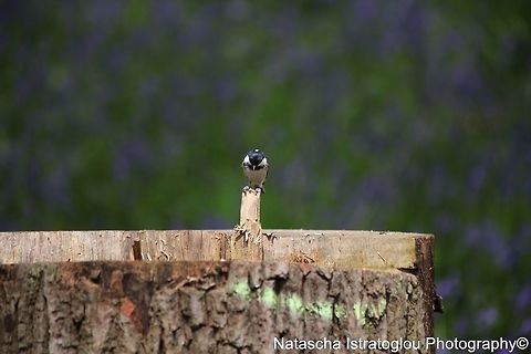 Coal Tit Brockholes Nature Reserve,
Lancashire,
04/05/2015 Coal tit,Periparus ater