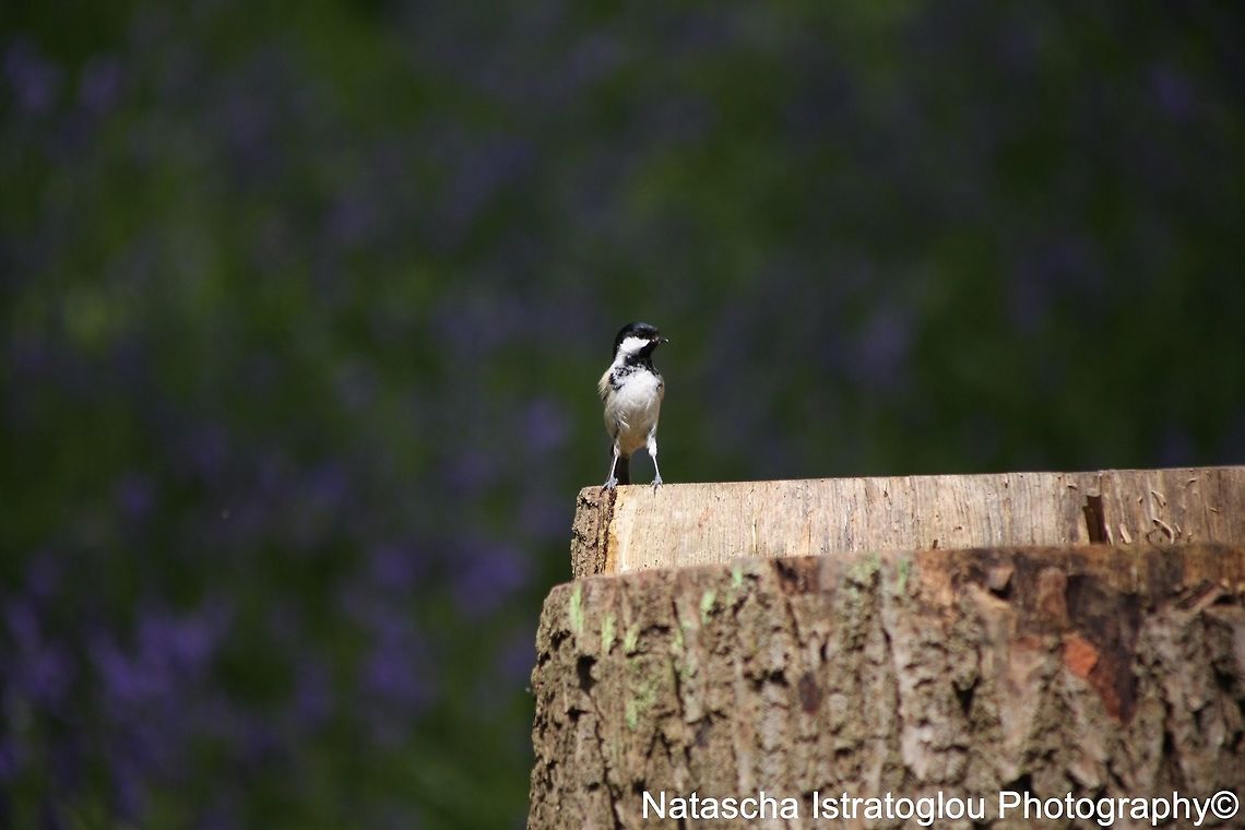 Coal Tit Brockholes Nature Reserve,<br />
Lancashire,<br />
04/05/2015 Coal tit,Periparus ater