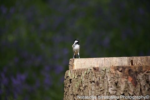 Coal Tit Brockholes Nature Reserve,
Lancashire,
04/05/2015 Coal tit,Periparus ater