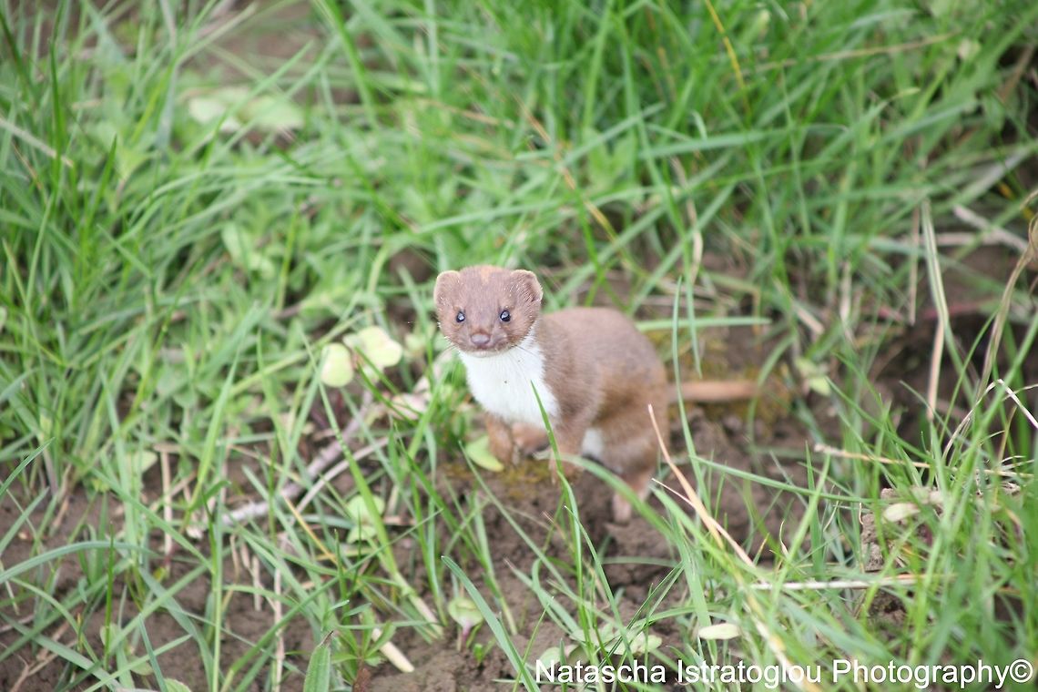 Weasel Brockholes Nature Reserve,<br />
Lancashire,<br />
30/04/2015 Least weasel,Mustela nivalis,weasel