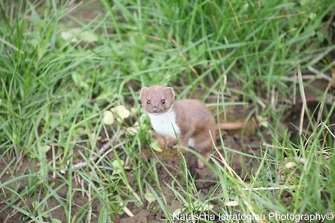 Weasel Brockholes Nature Reserve,
Lancashire,
30/04/2015 Least weasel,Mustela nivalis,weasel