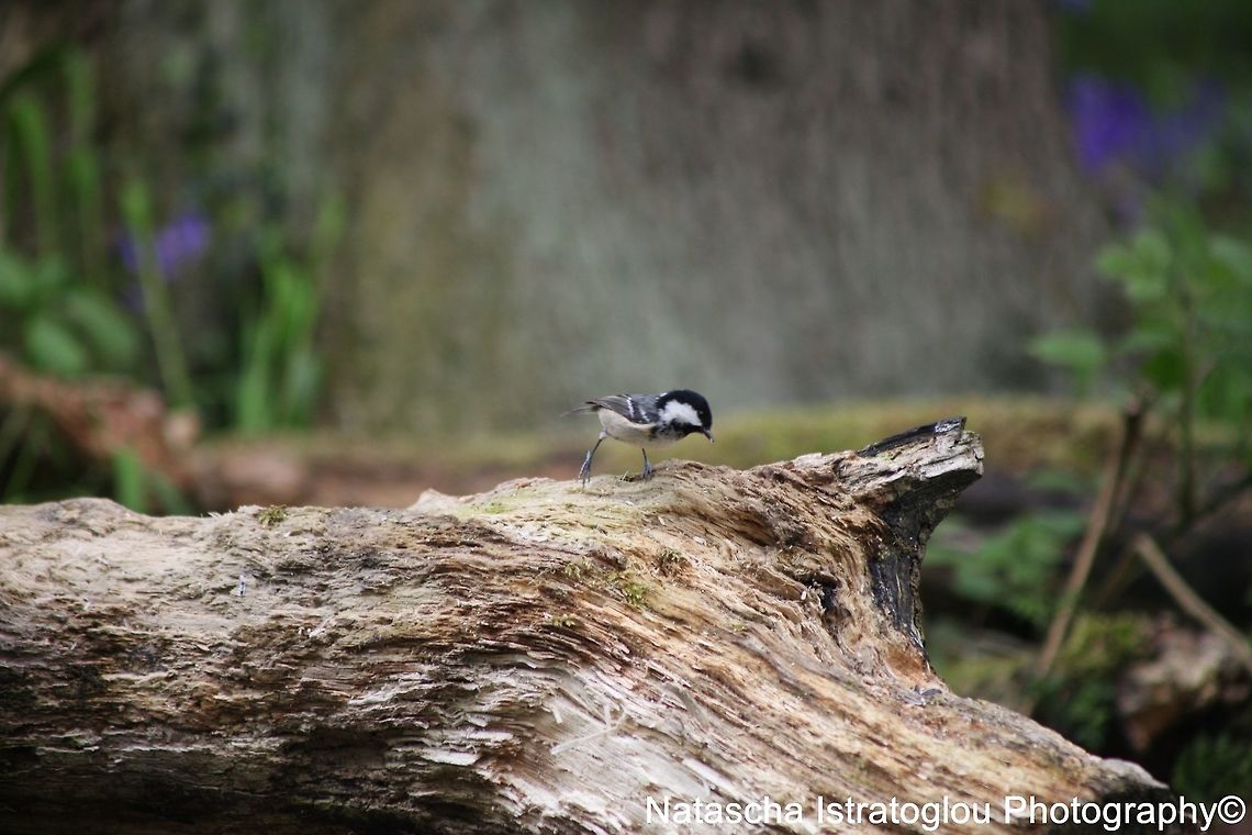 Coal Tit Brockholes Nature Reserve,<br />
Lancashire,<br />
04/05/2015 Coal tit,Periparus ater