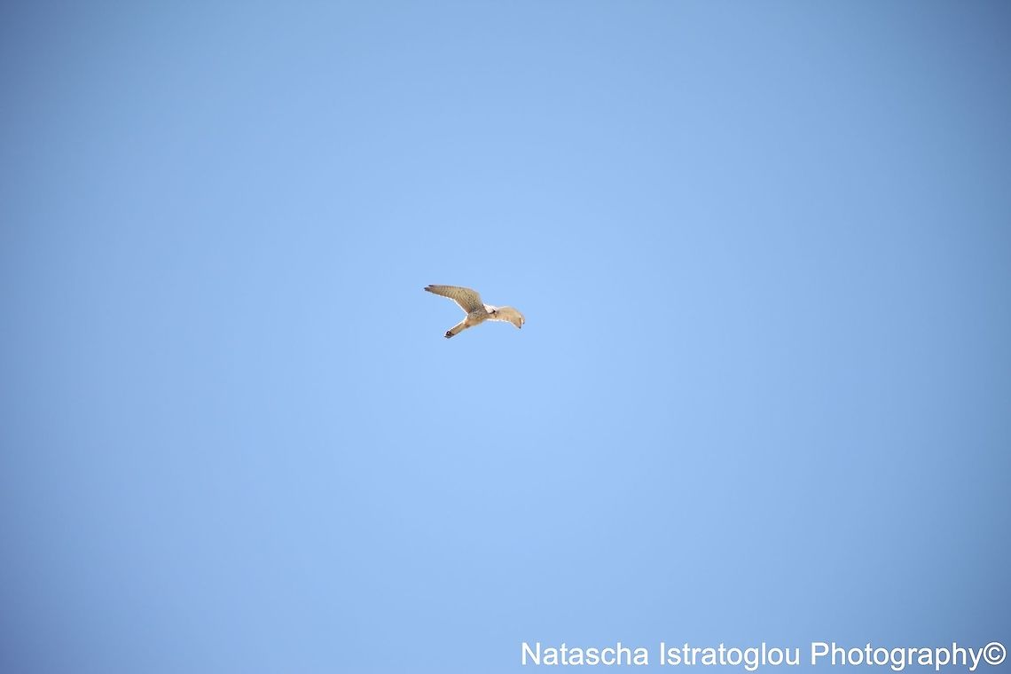 Kestrel Druridge Bay,<br />
Northumberland,<br />
23/05/2015 Common Kestrel,Falco tinnunculus,kestrel
