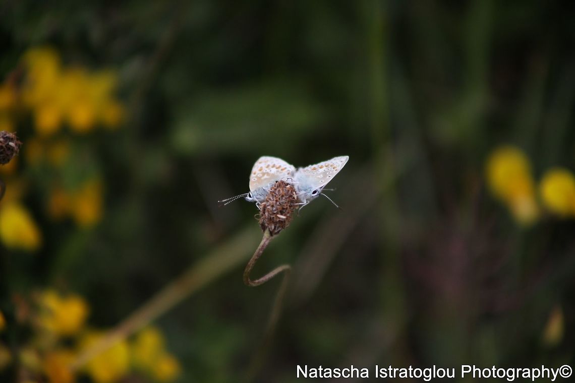 Common Blue Butterflies Mating RSPB Marshside,<br />
Southport,<br />
30/05/2015 Common Blue,Common Blue Butterfly,Polyommatus icarus