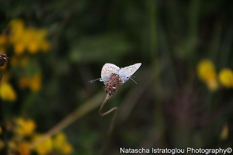 Common Blue Butterflies Mating RSPB Marshside,
Southport,
30/05/2015 Common Blue,Common Blue Butterfly,Polyommatus icarus