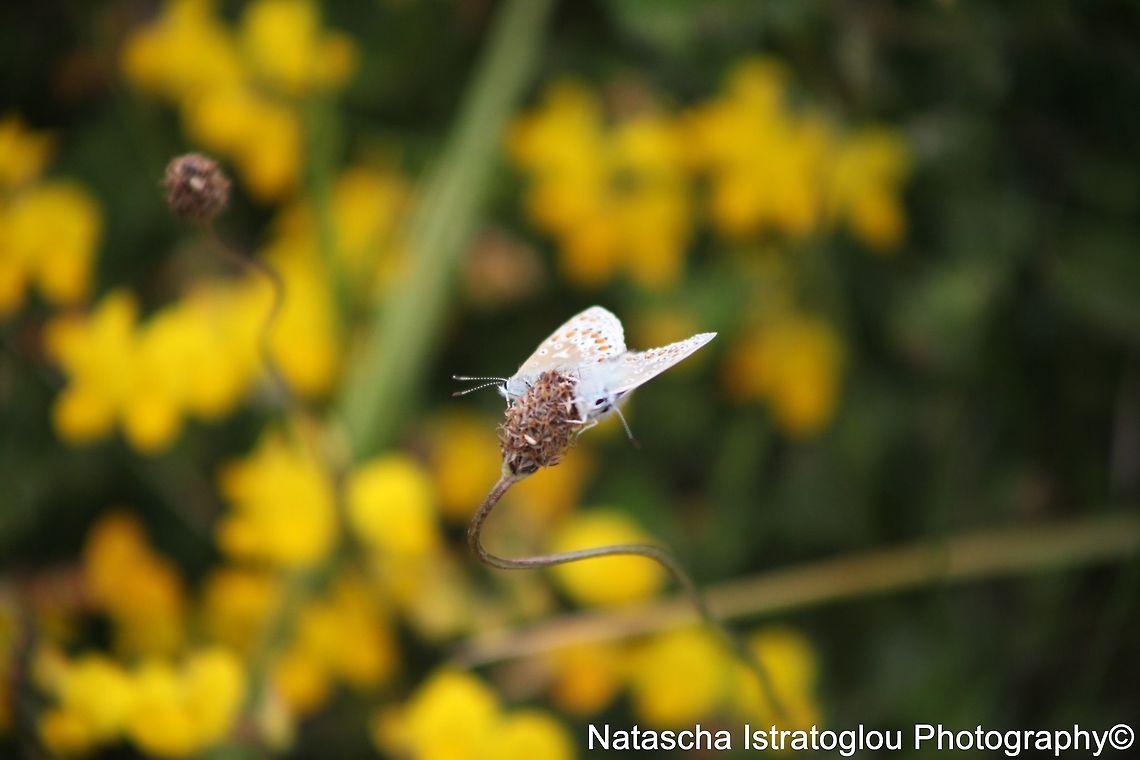 Common Blue Butterflies Mating RSPB Marshside,<br />
Southport,<br />
30/05/2015 Common Blue,Common Blue Butterfly,Polyommatus icarus