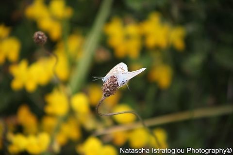 Common Blue Butterflies Mating RSPB Marshside,
Southport,
30/05/2015 Common Blue,Common Blue Butterfly,Polyommatus icarus