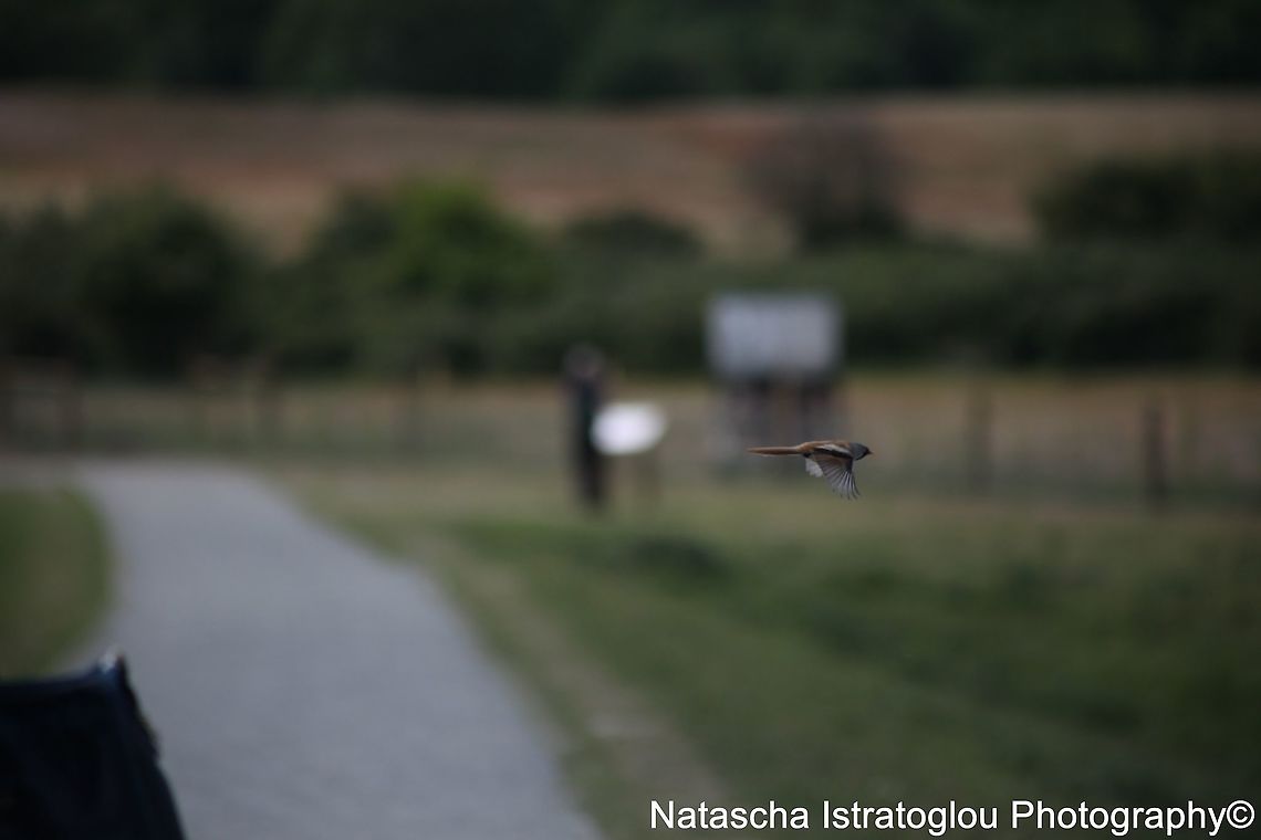 Bearded Tit RSPB Minsmere,<br />
Suffolk,<br />
03/06/2015 Bearded reedling,Panurus biarmicus,bearded tit