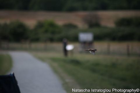 Bearded Tit RSPB Minsmere,
Suffolk,
03/06/2015 Bearded reedling,Panurus biarmicus,bearded tit