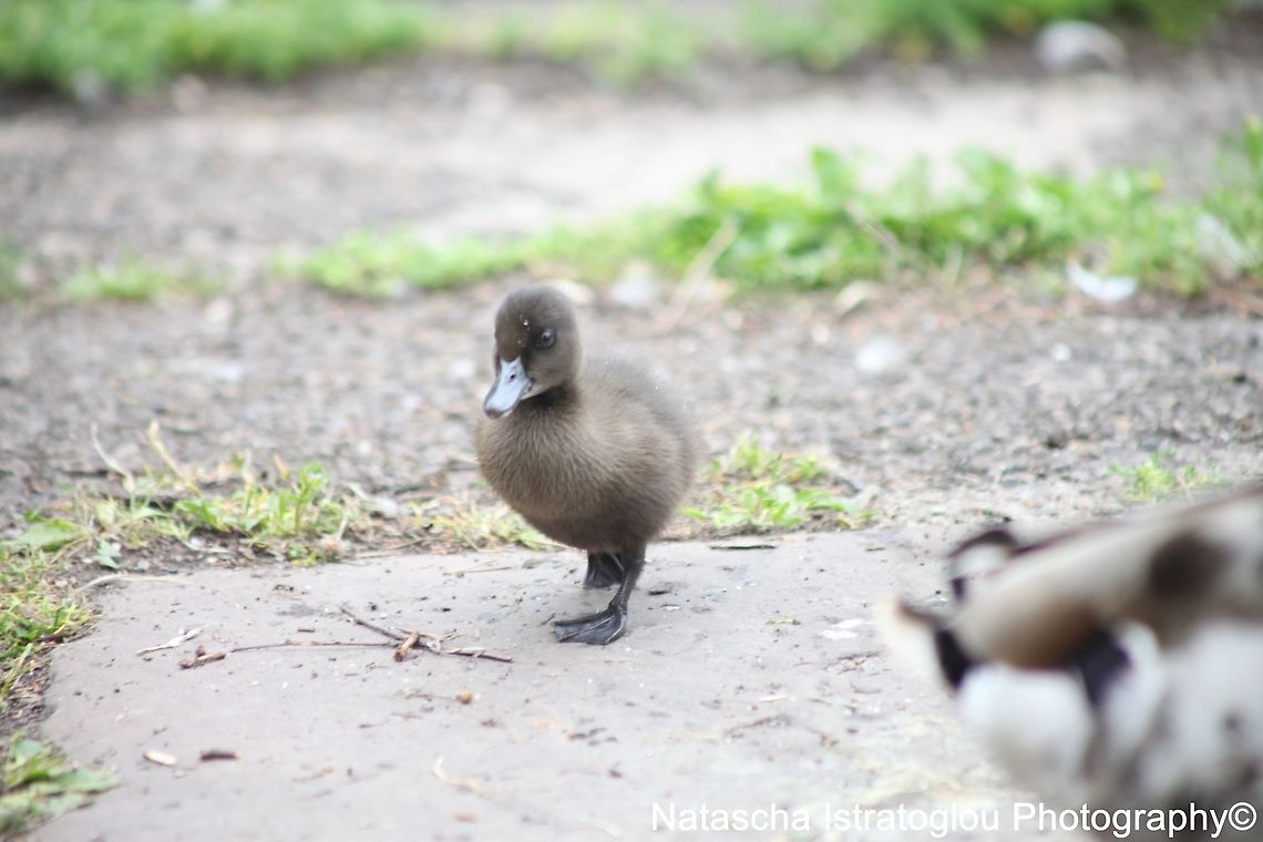 Dark Mallard Duckling Haslam Park,<br />
Preston,<br />
15/06/2015 Anas platyrhynchos,Mallard,mallard duck