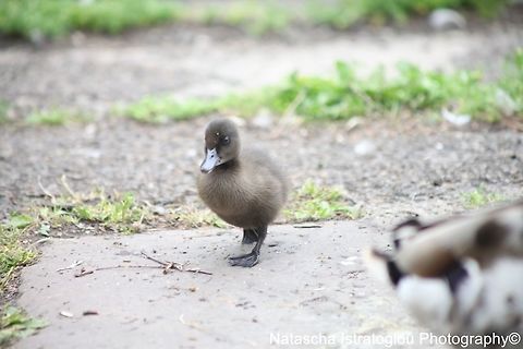 Dark Mallard Duckling Haslam Park,
Preston,
15/06/2015 Anas platyrhynchos,Mallard,mallard duck