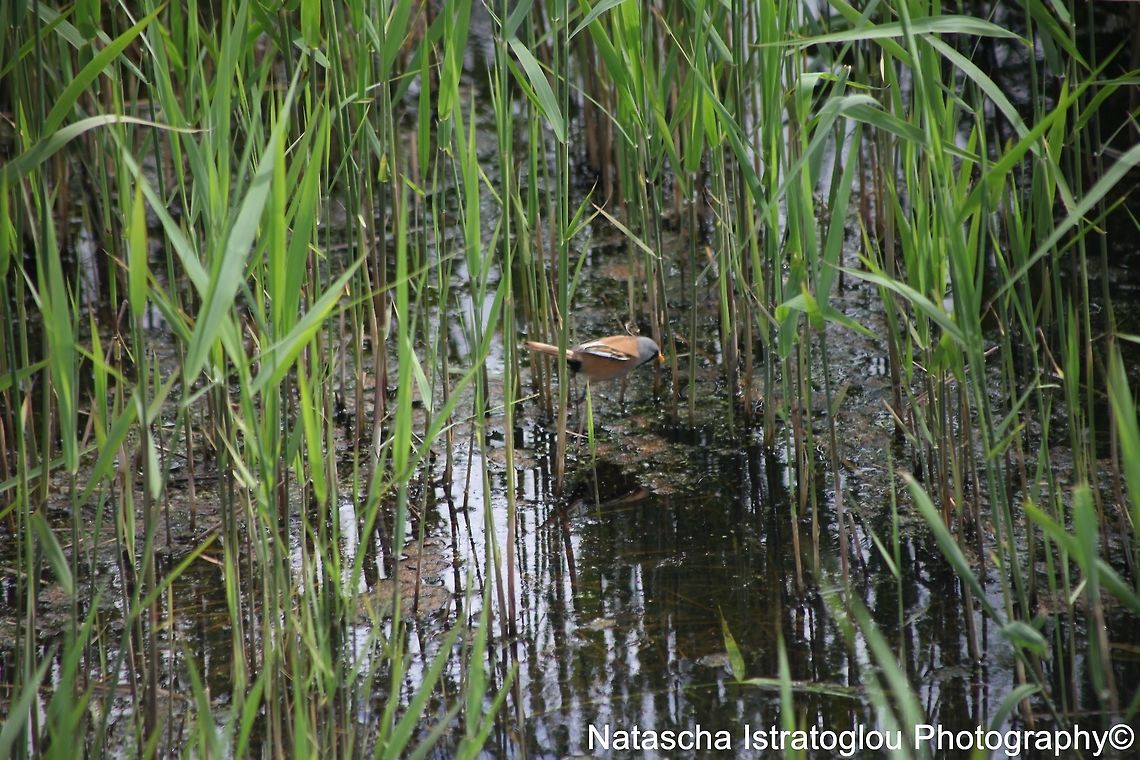 Bearded Tit RSPB Minsmere,<br />
Suffolk,<br />
03/06/2015 Bearded reedling,Panurus biarmicus,bearded tit