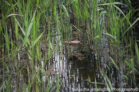 Bearded Tit RSPB Minsmere,
Suffolk,
03/06/2015 Bearded reedling,Panurus biarmicus,bearded tit