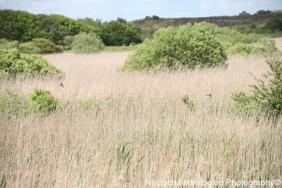 Bearded Tit RSPB Minsmere,<br />
Suffolk,<br />
03/06/2015 Bearded reedling,Panurus biarmicus,bearded tit