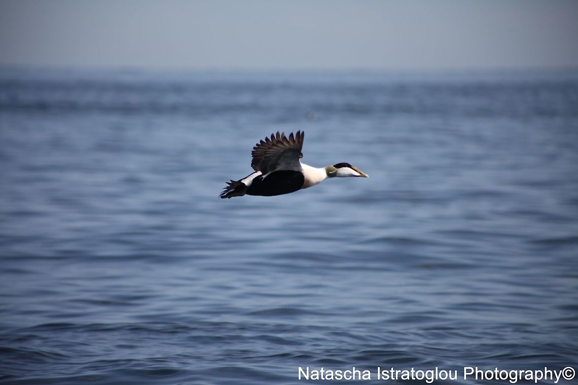 Male Eider Duck Farne Islands,<br />
Northumberland,<br />
08/05/2015 Common Eider,Somateria mollissima