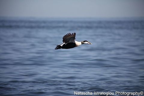 Male Eider Duck Farne Islands,
Northumberland,
08/05/2015 Common Eider,Somateria mollissima