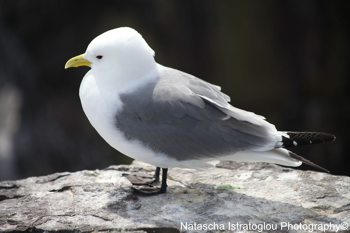 Kittiwake Farne Islands,<br />
Northumberland,<br />
08/05/2015 Black-legged kittiwake,Kittiwake,Rissa tridactyla
