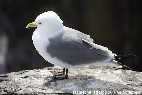 Kittiwake Farne Islands,
Northumberland,
08/05/2015 Black-legged kittiwake,Kittiwake,Rissa tridactyla