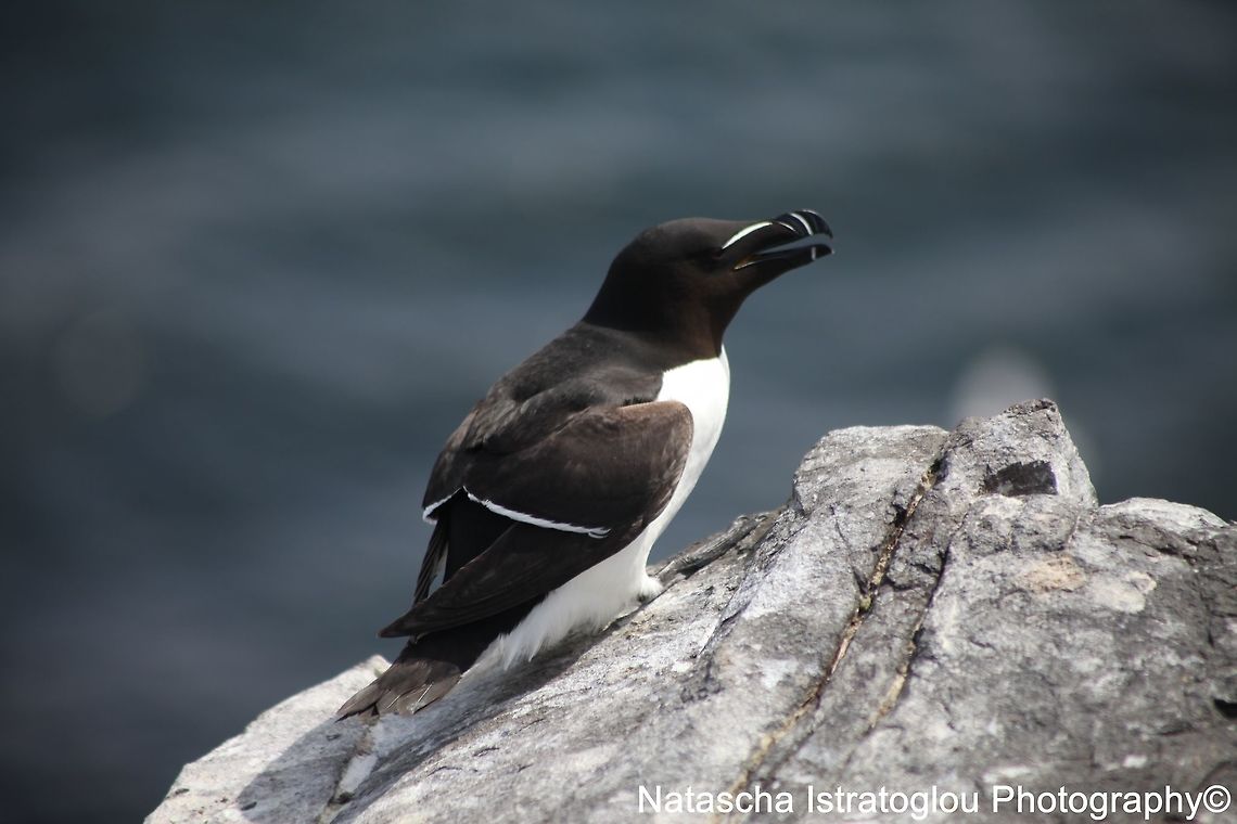 Razorbill Farne Islands,<br />
Northumberland,<br />
08/05/2015 Alca torda,Razorbill