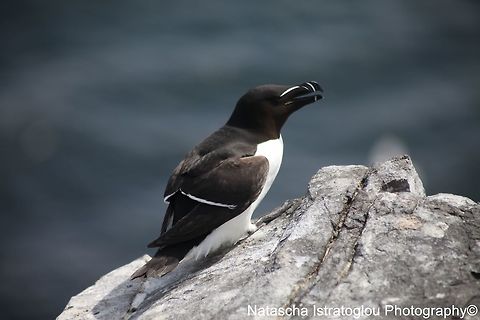 Razorbill Farne Islands,
Northumberland,
08/05/2015 Alca torda,Razorbill