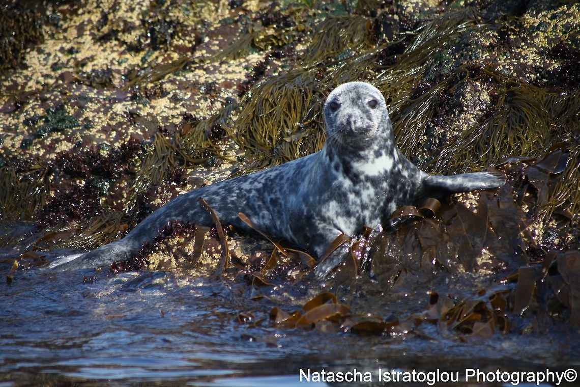 Grey Seal Farne Islands,<br />
Northumberland,<br />
08/05/2015 Grey Seal,Grey seal,Halichoerus grypus
