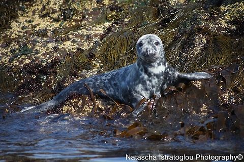 Grey Seal Farne Islands,
Northumberland,
08/05/2015 Grey Seal,Grey seal,Halichoerus grypus
